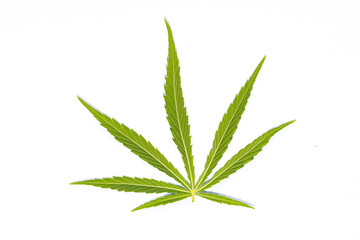 canabis marijuana leaf sativa weed hemp hash leafs