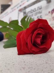 red rose on a wooden table