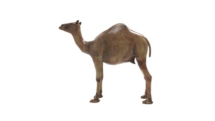 3D rendering of a camel, dromedary animal beast cattle isolated