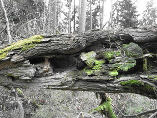 Alter Baum