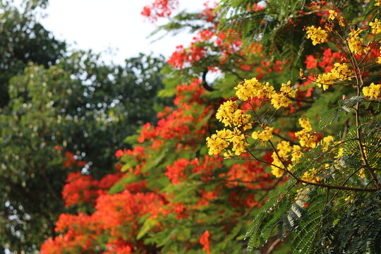 Blooming Yellow Poinciana, locally called "Radhachura" in India and Bangladesh. Image taken in a park at India.	