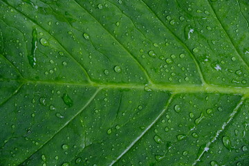 Green Leaf Texture background after the rain, drop of water on beautiful leaf