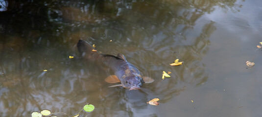 餌が欲しい池の鯉