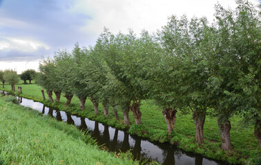 Shore of the canal and willow trees on a cloudy day.