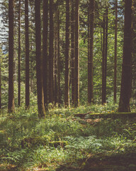 Fir forest with green plants and flowers during a calm morning of spring