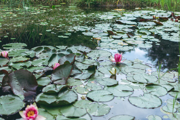Waterlilies in the water of a pond in a garden