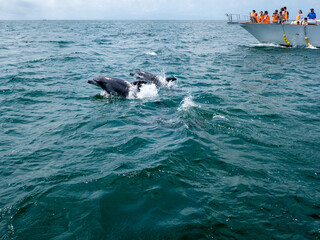 海からジャンプするイルカを眺める