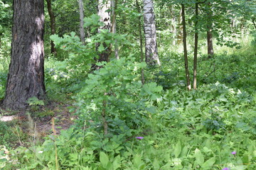 Fototapeta premium spring in the park