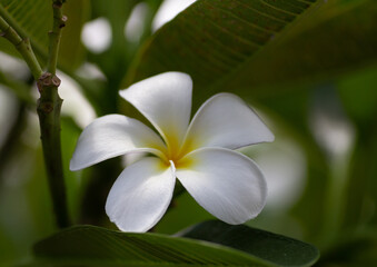 Obraz premium Plumeria flowers on the tree, blurred green background.