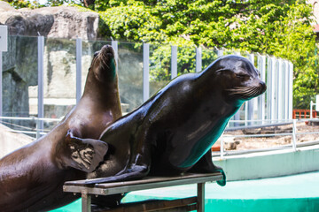 Sea lions at the Budapest Zoo. Hungary