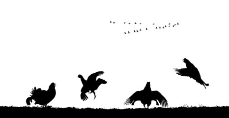 Black grouse cocks jump in field. Vector silhouette