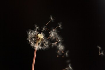 dandelion seed head