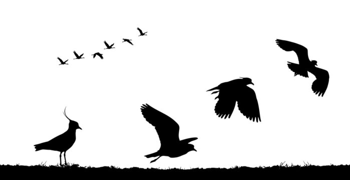 Northern lapwing take off in field. Vector silhouette