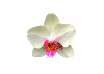 Fototapeta na wymiar Orchid flower phalaenopsis isolated on white background