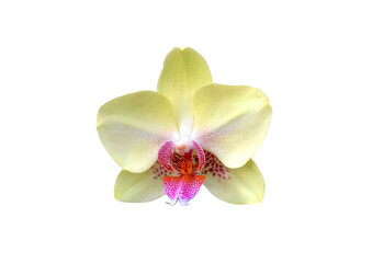 Orchid flower phalaenopsis isolated on white background