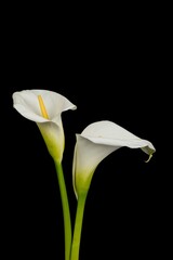 calla lily flower