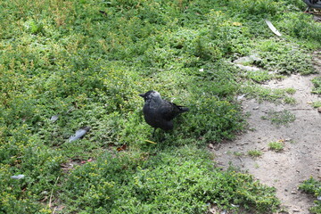 crow in the grass