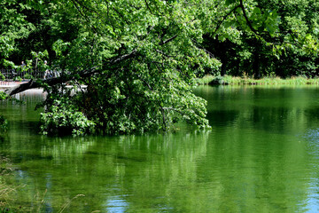 a tree reflected in water