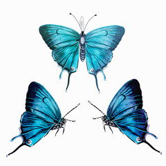 Collection of vector hand drawn realistic blue butterflies on white