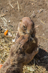 Prairie dogs at the Budapest Zoo. Hungary