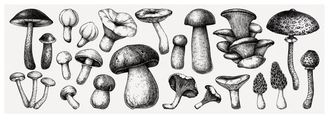 Fotobehang Edible mushrooms vector illustrations collection. Hand-drawn food drawings. Forest plant sketches. Perfect for recipe, menu, label, icon, packaging,  © sketched-graphics