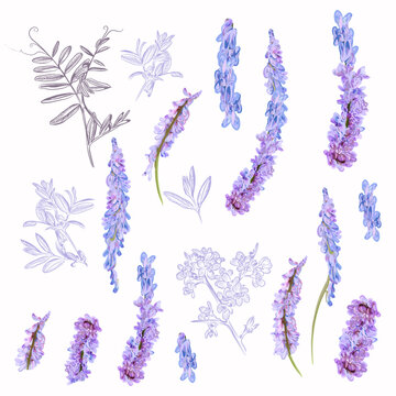 Collection Of Vector Field Purple Flowers For Design