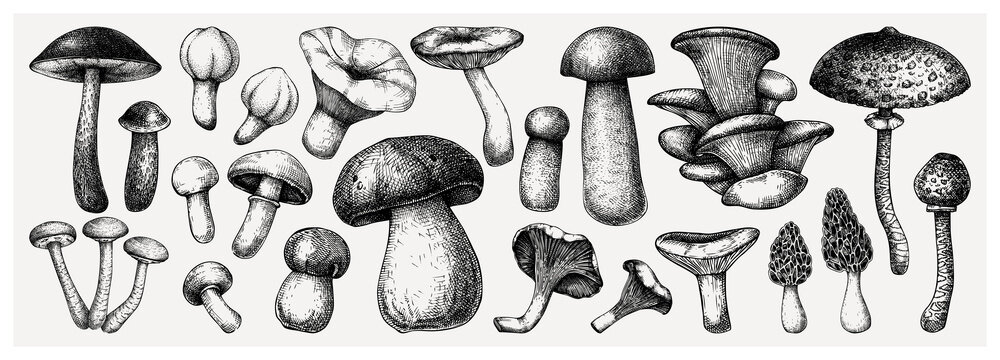 Edible Mushrooms Vector Illustrations Collection. Hand-drawn Food Drawings. Forest Plant Sketches. Perfect For Recipe, Menu, Label, Icon, Packaging, 