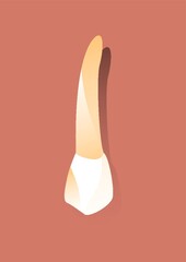 canine tooth