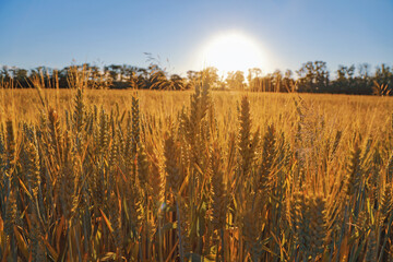 magnificent landscape of a field with a beautiful sky