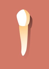 canine tooth