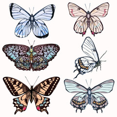 Fototapeta na wymiar Set of vector realistic butterflies for design in vintage style