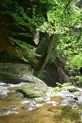 ein Baum der sich neben einem Wasserfall an en Abhang krallt