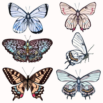 Set of vector realistic butterflies for design in vintage style