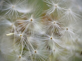 Dandelion seeds about to fall to the ground.