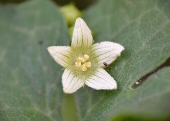 White flower of Bryonia dioica on shady slope.