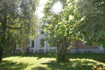 trees in the park