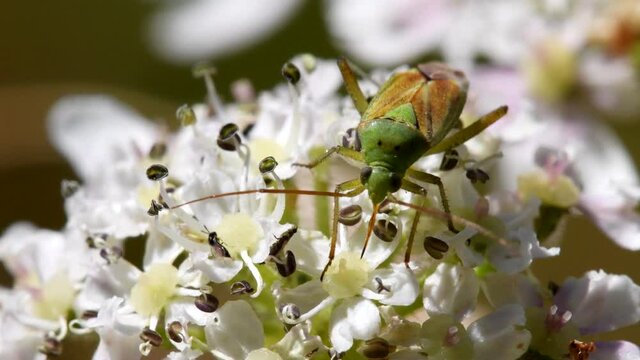 Close Up movie of Potato Capsid Bug on flowers. His Latin name is Calocoris norvegicus.