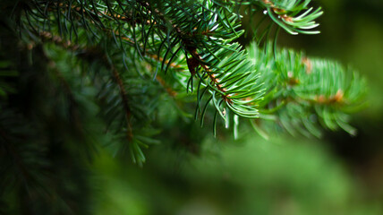 Green spruce branches, blurred bokeh background, close-up. Green natural background.