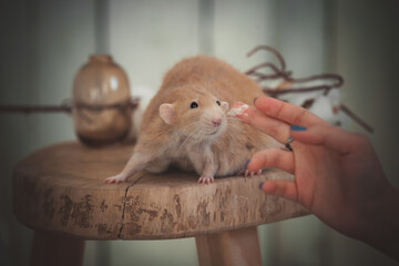 Very fat red rat at home on a table