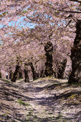 五稜郭公園の桜並木