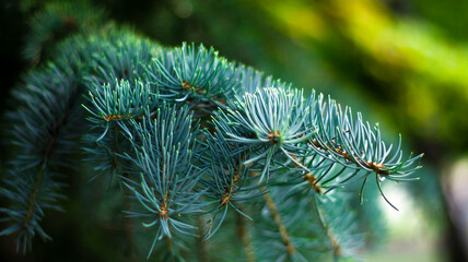 Naklejka na ściany i meble Green spruce branches, blurred bokeh background, close-up. Green natural background.