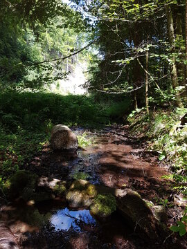 Sumpf mit klarem Wasser und einem alten Baumstam
