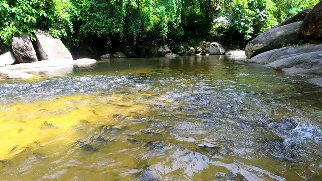 Mahseer barb fish in wang mai pak waterfall in kiriwong village, Nakhon Si Thammarat, Thailand.