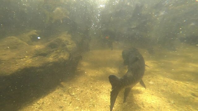 Mahseer barb fish in wang mai pak waterfall in kiriwong village, Nakhon Si Thammarat, Thailand.