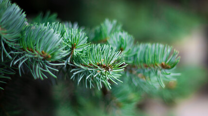 Green spruce branches, blurred bokeh background, close-up. Green natural background.