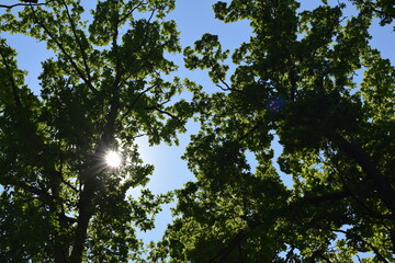 Fototapeta premium tree in the sky