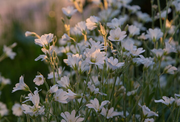 White delicate flowers of Cerastium, illuminated by the setting sun on a blurred background with a bokeh effect.