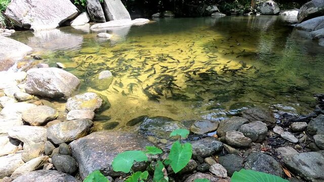 Mahseer barb fish in wang mai pak waterfall in kiriwong village, Nakhon Si Thammarat, Thailand.