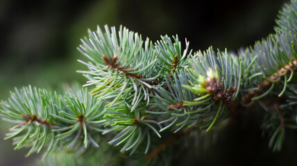 Green spruce branches, blurred bokeh background, close-up. Green natural background.