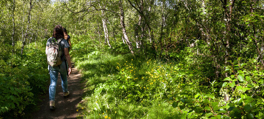 For Iceland exceptionally lush green forest vegetation in Hofdi on the shores of Lake Myvatn, in summer